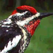 Red-naped Sapsucker